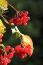 European Cranberrybush Royalty Free Stock Photo