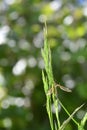 A european crane fly in green nature with bokeh