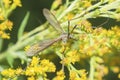 European Crane Fly (Tipula Paludosa) on Canada Goldenrod (Solidago Canadensis)