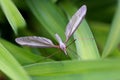 European Crane Fly - Tipula species Royalty Free Stock Photo