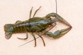 The European crayfish Astacus astacus, noble crayfish, or broad-fingered crayfish