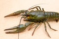 The European crayfish Astacus astacus on a pink background