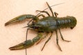 Top view of crayfish