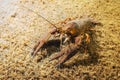 European Crayfish Astacus Astacus Royalty Free Stock Photo