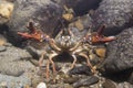 European crayfish Astacus astacus underwater