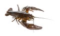 European crayfish or Broad-fingered crayfish, Astacus astacus, isolated on white