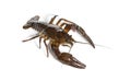 European crayfish or Broad-fingered crayfish, Astacus astacus, isolated on white