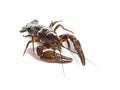 European crayfish or Broad-fingered crayfish, Astacus astacus, isolated on white