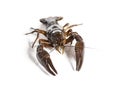 European crayfish or Broad-fingered crayfish, Astacus astacus, isolated on white