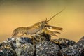 European crayfish on stoney riverbed Royalty Free Stock Photo