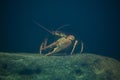 European crayfish (Astacus astacus). Royalty Free Stock Photo