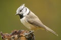 The European Crested Tit