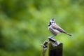 European crested tit / crested tit / Lophophanes cristatus