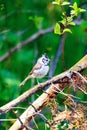 European crested tit