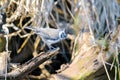 European crested tit