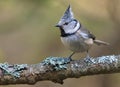 European Crested Tit face sits on an old lichen covered stick in the spring forest