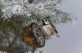 European crested tit Lophophanes cristatus at a bird feeder