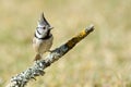 The European Crested Tit.