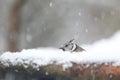 European crested tit