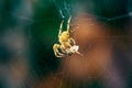 European Cross Spider On Web Eating Prey