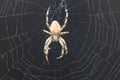 European Cross Spider Araneus Diadematus On Web