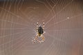 european cross spider in the center of its spiral web