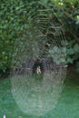 european cross spider in the center of its spiral web in backlight