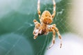 European Cross Spider On Web Eating Prey