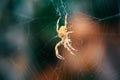 European Cross Spider On Web Eating Prey