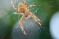 European Cross Spider On Web