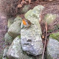 European cute Robin perched on a stone.