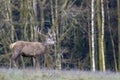 European deer - European roe