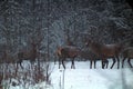 European deer feeding in winter in a forest glade, during a heavy snowfall, on the territory of hunting