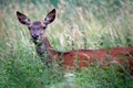 European deer female portrait. Cervus elaphus Royalty Free Stock Photo