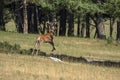 European deer portrait in summer