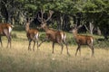 European deer portrait in summer