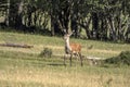 European deer portrait in summer