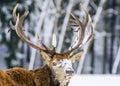 European deer in winter landscape
