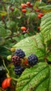 European dewberry and rosehip berries