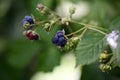 European Dewberry (Rubus caesius) Royalty Free Stock Photo