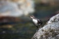 European dipper