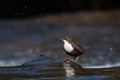 European dipper