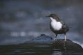 European dipper