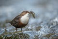 European dipper