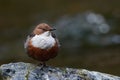 European dipper