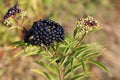 European dwarf elder berries