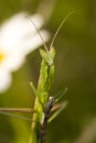 European Dwarf Mantis (Ameles spallanzania)