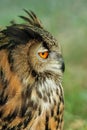 European Eagle Owl Royalty Free Stock Photo