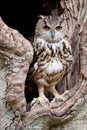 European eagle owl Royalty Free Stock Photo