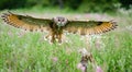 European Eagle Owl Royalty Free Stock Photo